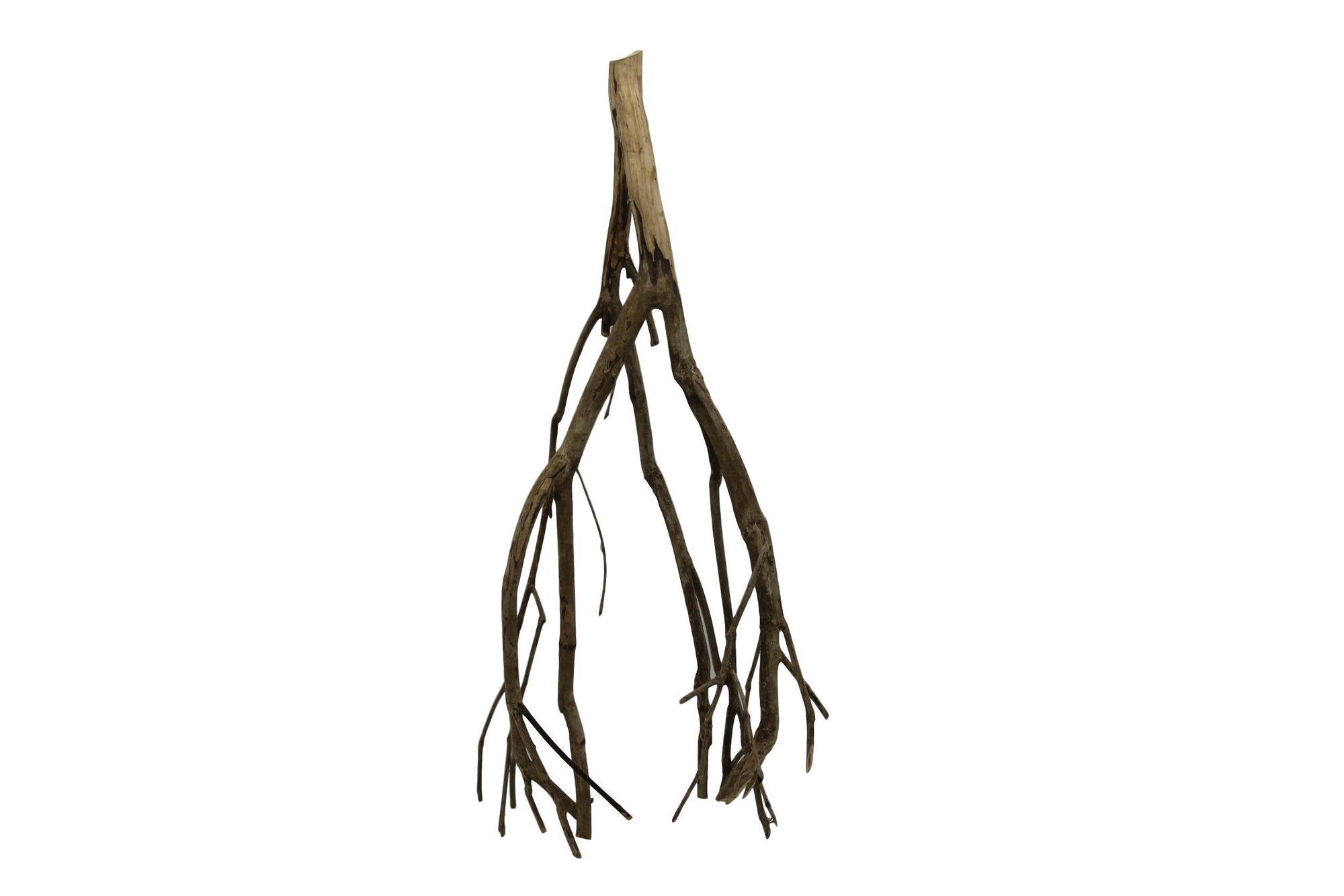 Talawa wood
