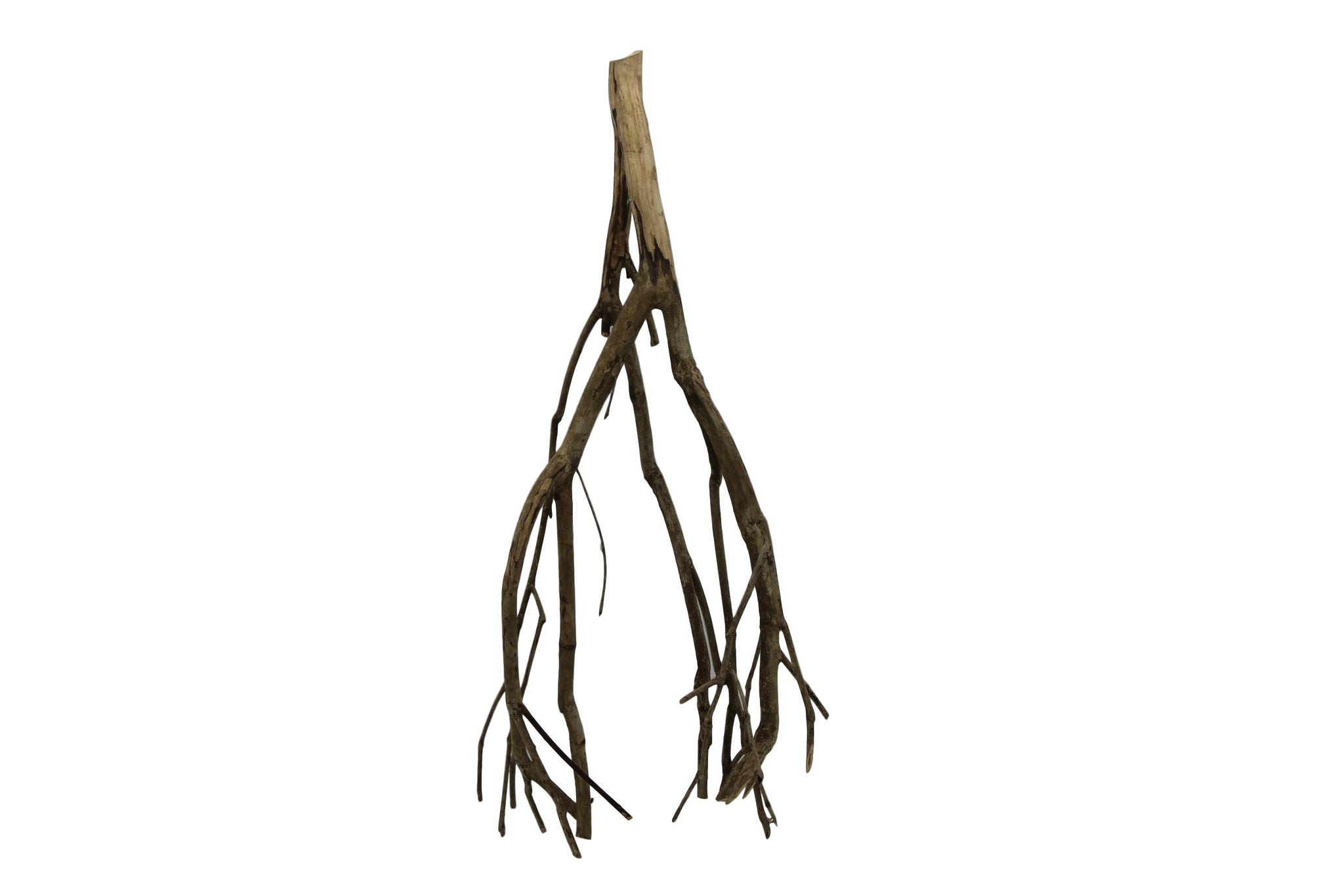Talawa wood