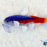Tetra plush
