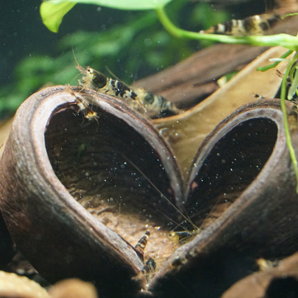 Thelambu pods