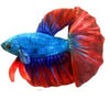 Betta fish plush