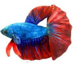 Betta fish plush