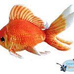 Goldfish plush
