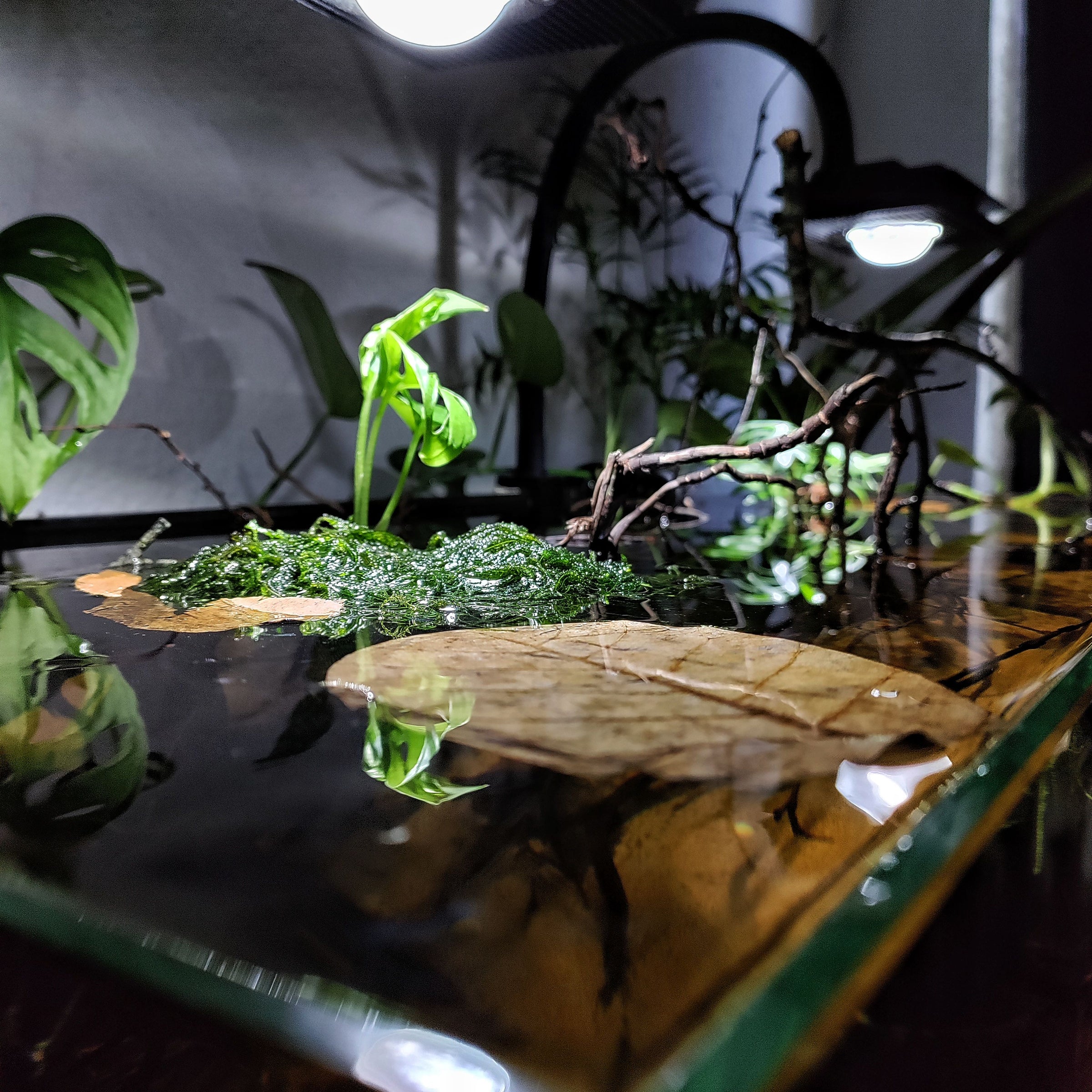 picture of aquarium terrrarium