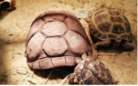 turtle cave with real turtle